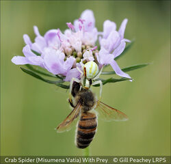 Crab Spider (Misumena Vatia) With Prey