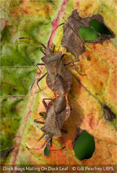 Dock Bugs Mating On Dock Leaf