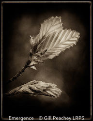 Emergence