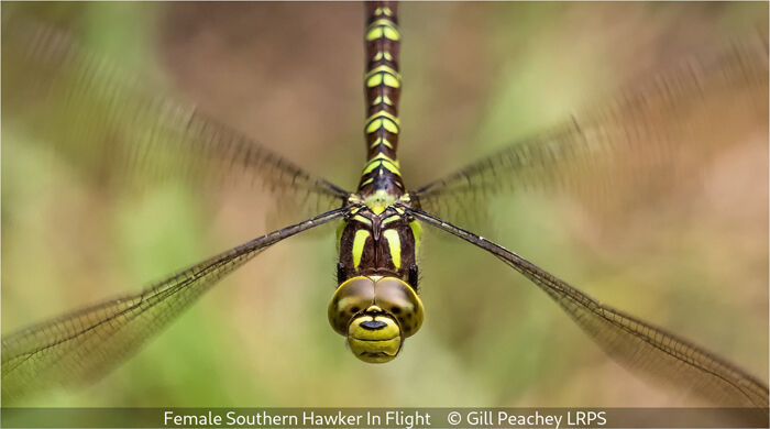 Female Southern Hawker In Flight