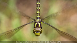 Female Southern Hawker In Flight