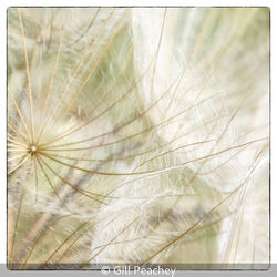 Goat's-Beard