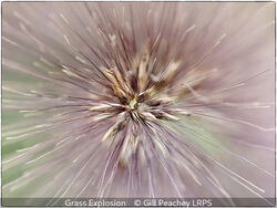 Grass Explosion
