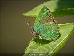 Green Hairstreak
