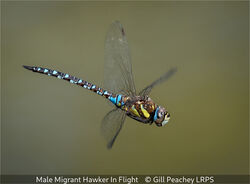 Male Migrant Hawker In Flight
