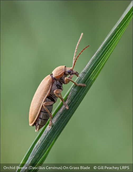 Orchid Beetle (Dascillus Cervinus) On Grass Blade