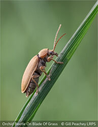 Orchid Beetle On Blade Of Grass