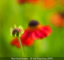 Red And Green