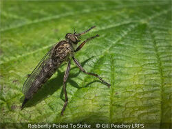 Robberfly Poised To Strike