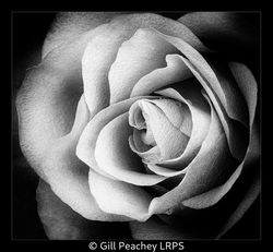 The Rose