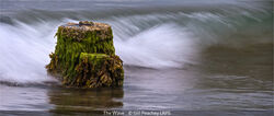 The Wave