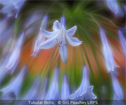 Tubular Bells