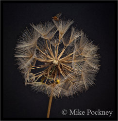 Goatsbeard Graveyard
