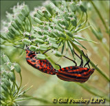 Graphosoma italicum Bugs Mating on Umbellifer
