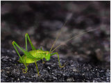 Grasshopper