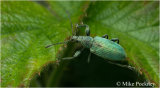 Green Leaf Weevil