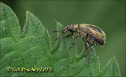Green Nettle Weevil Feeding