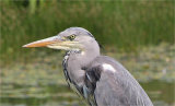Grey Heron