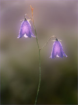 Harebells