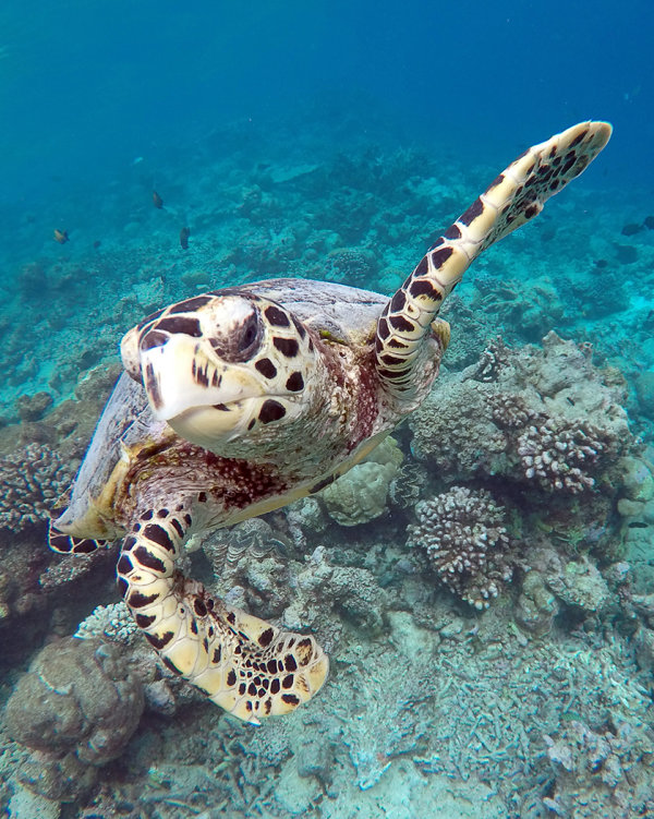 Hawksbill Turtle - Maldives