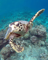 Hawksbill Turtle - Maldives