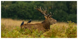 Hitch hikers