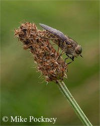 Horsefly On Ribwort Plantain