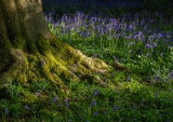 Bluebell Wood