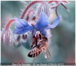 Bee On Borage