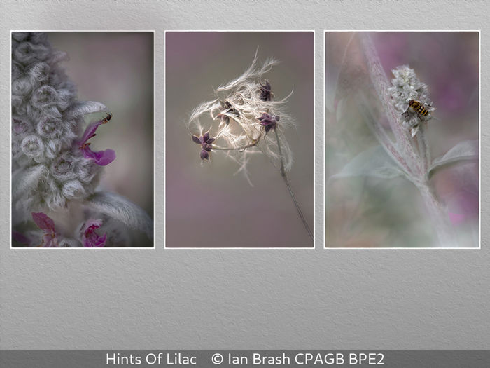Hints Of Lilac