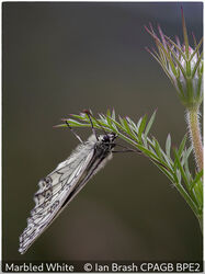 Marbled White