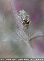 On Lambs Ears
