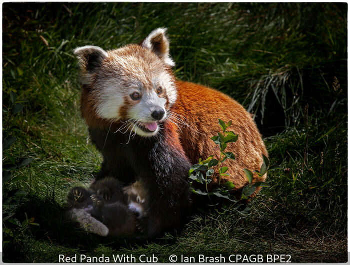 Red Panda With Cub