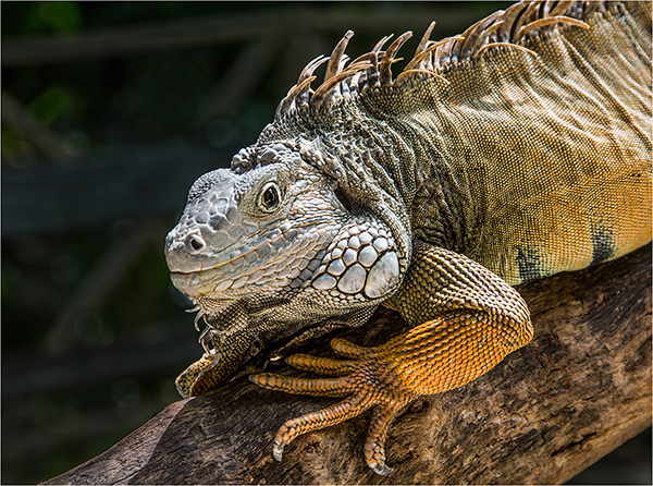 Iguana