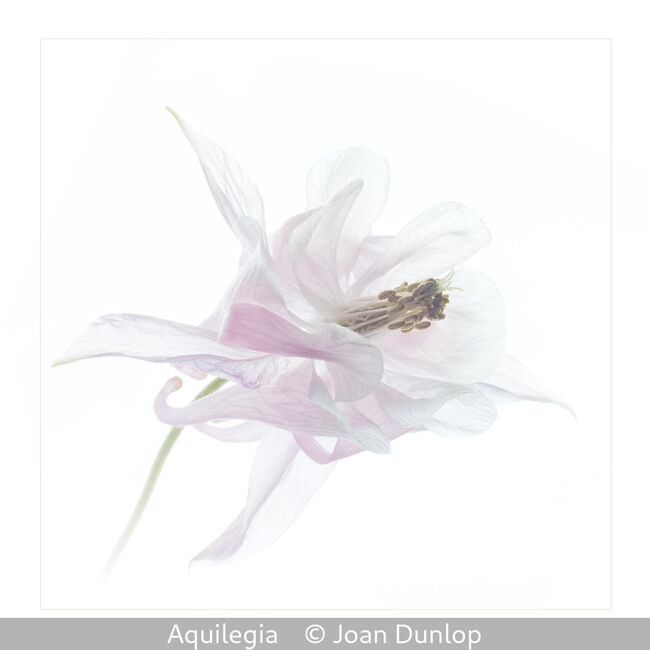 Aquilegia