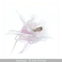 Aquilegia
