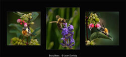 Busy Bees