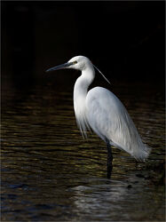 Egret