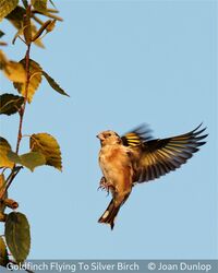 Goldfinch Flying To Silver Birch