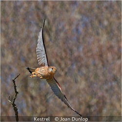 Kestrel