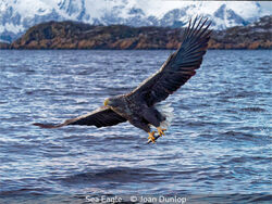Sea Eagle