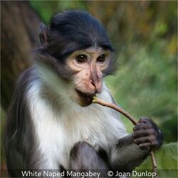 White Naped Mangabey