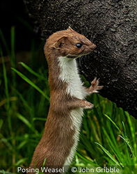 Posing Weasel