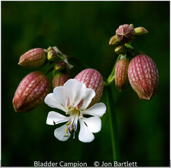 Bladder Campion