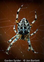 Garden Spider