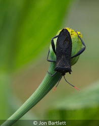 Leaf Footed Beetle