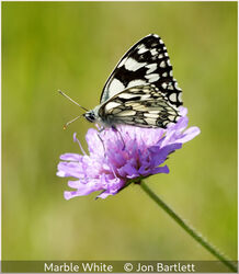 Marble White