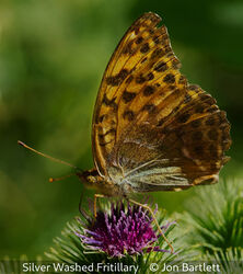 Silver Washed Fritillary