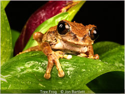 Tree Frog