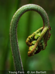 Young Fern
